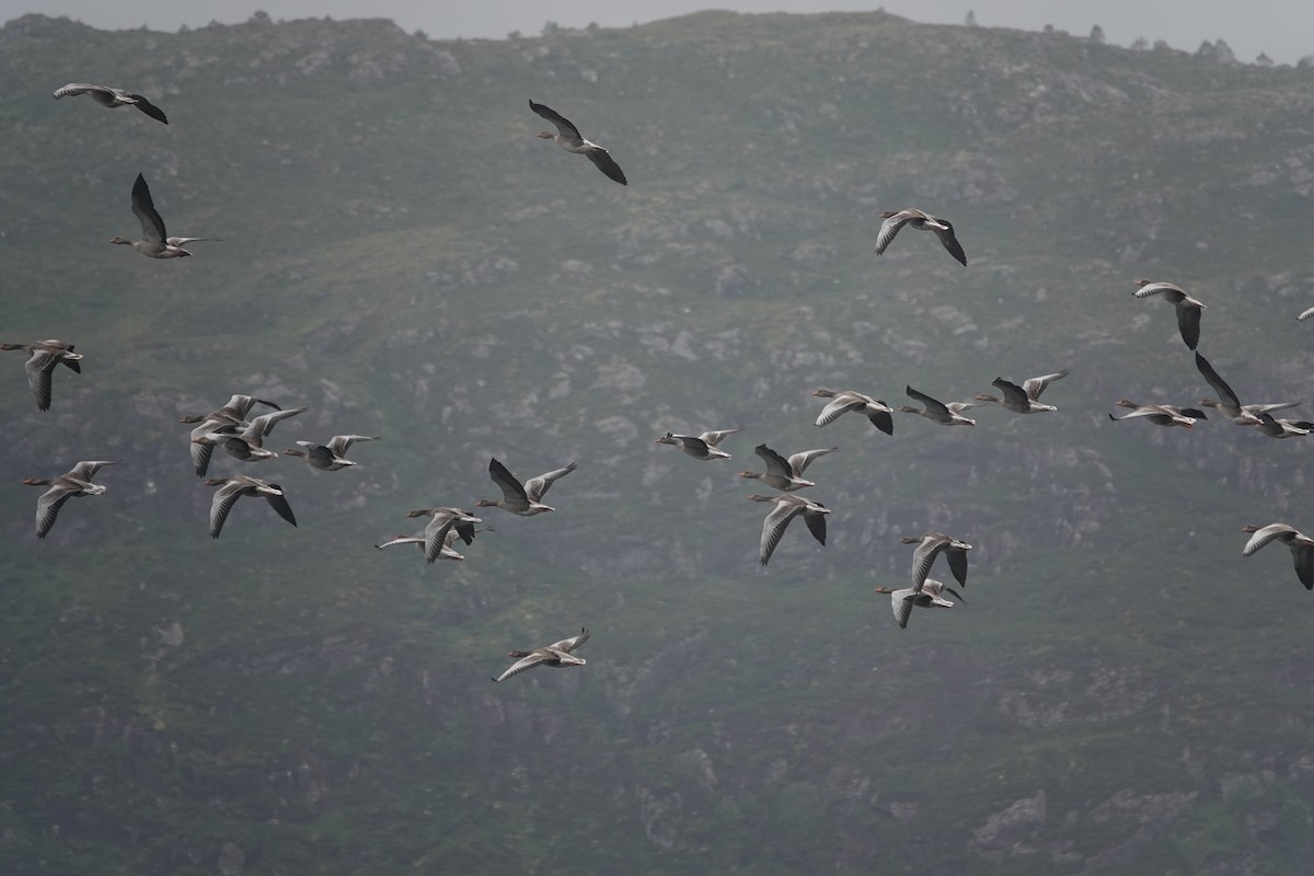 Graylag Goose - ML644280919