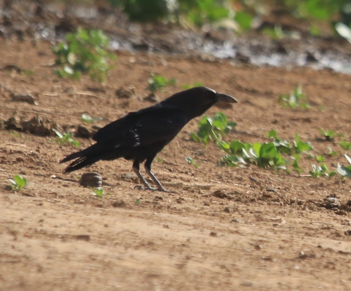 Brown-necked Raven - ML644280920