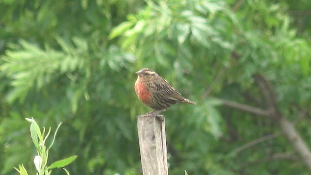 White-browed Meadowlark - ML644280929