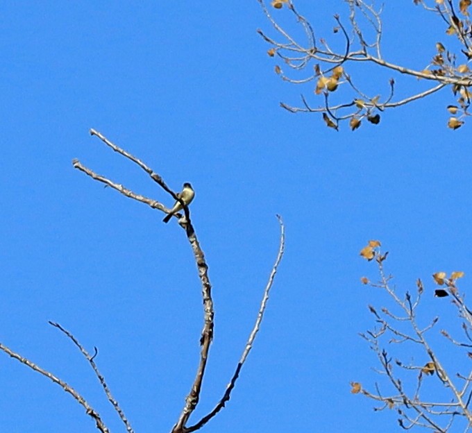 Eastern Phoebe - ML644280932