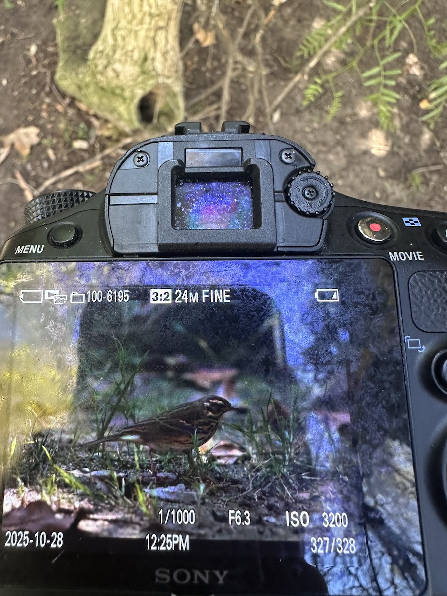 Olive-backed Pipit - ML644280933