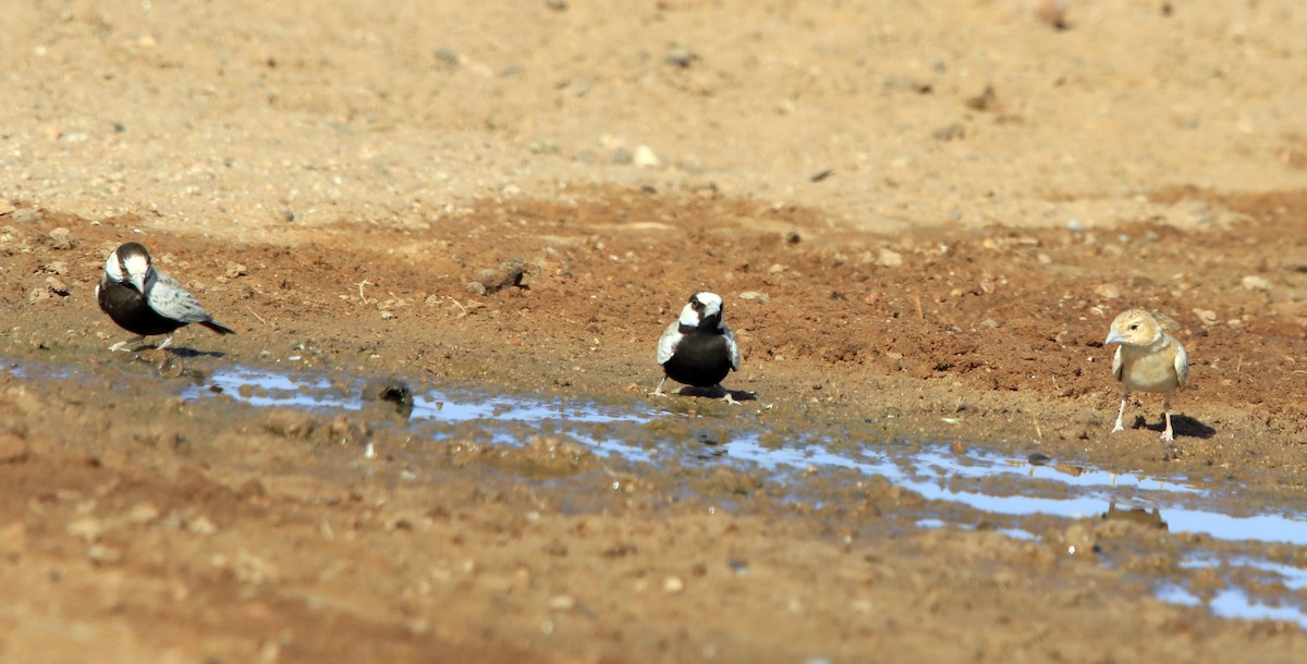 Black-crowned Sparrow-Lark - ML644280935