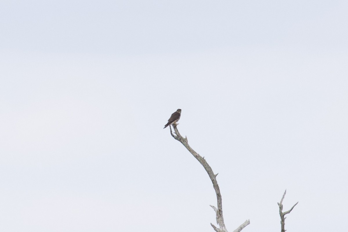 Merlin - ML644280936