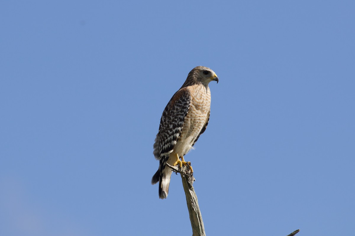 Red-shouldered Hawk - ML644280939