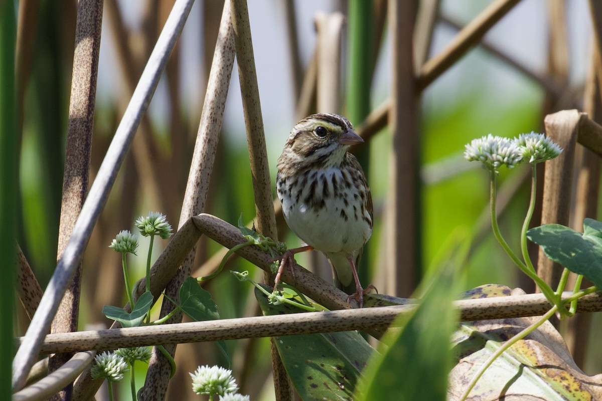 Savannah Sparrow - ML644280943