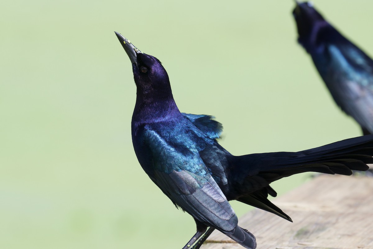 Boat-tailed Grackle - ML644280947