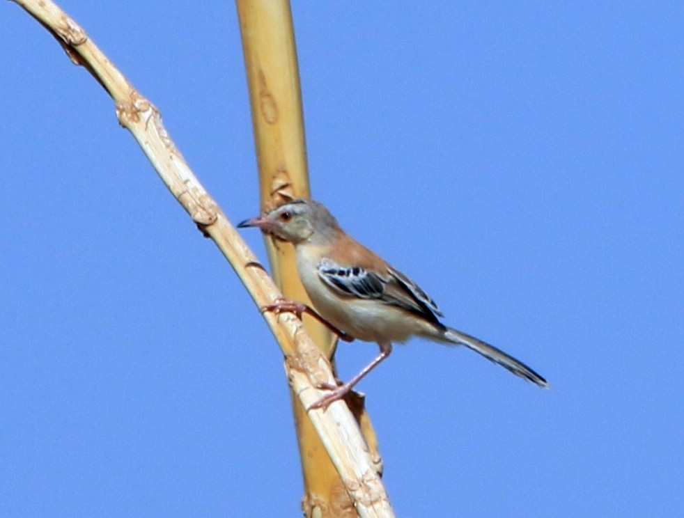 Cricket Longtail - ML644280948