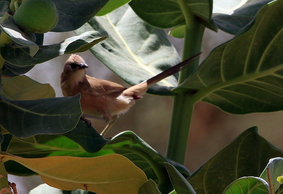 Fulvous Chatterer - ML644280957