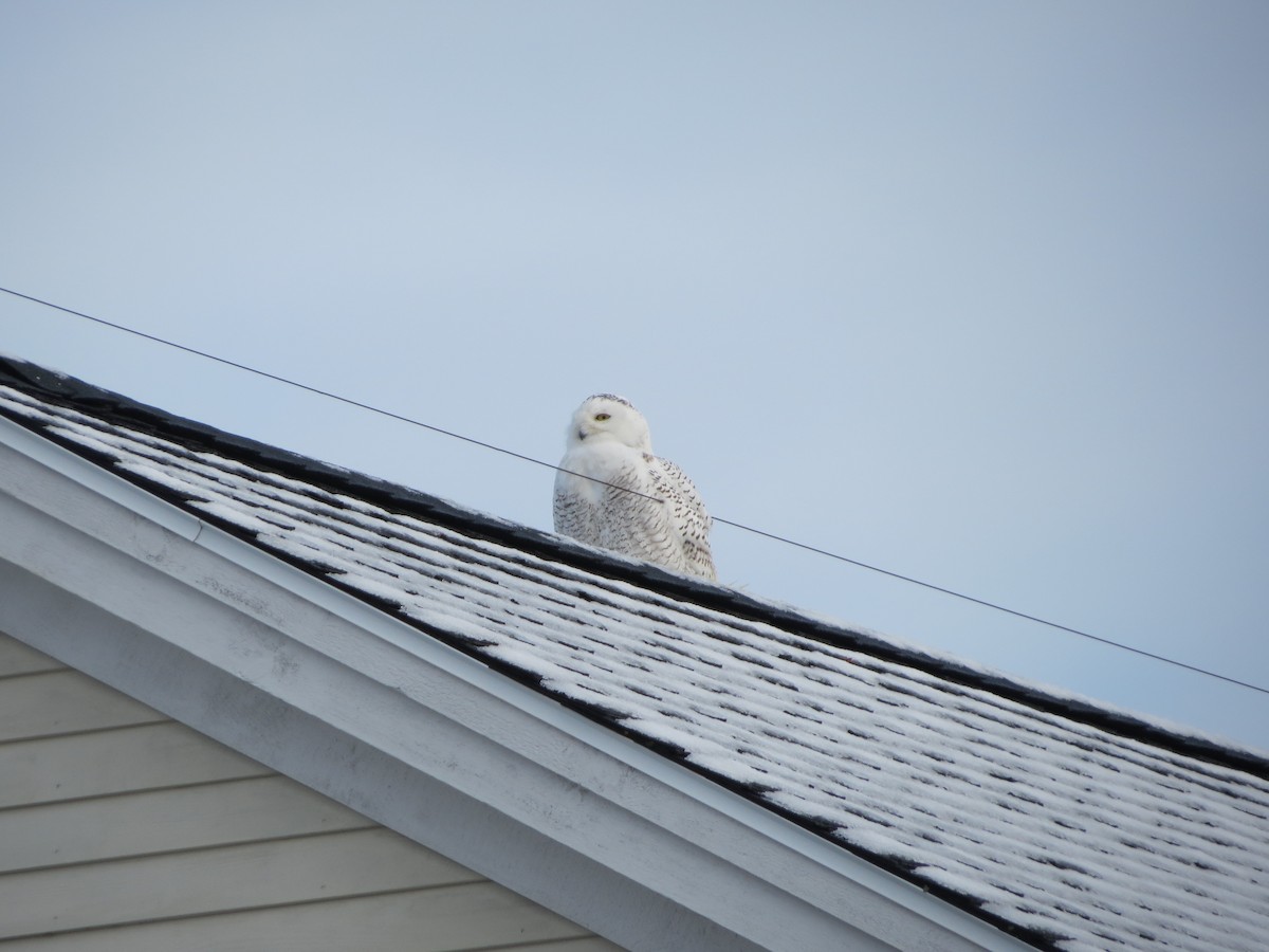 Snowy Owl - ML644280961