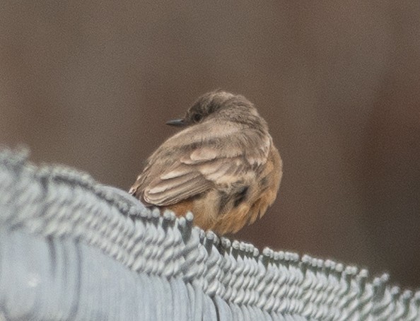 brunfibi - ML644280966