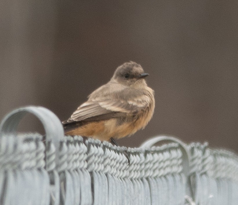 brunfibi - ML644280967