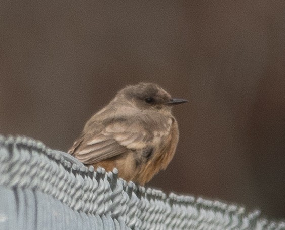 brunfibi - ML644280968