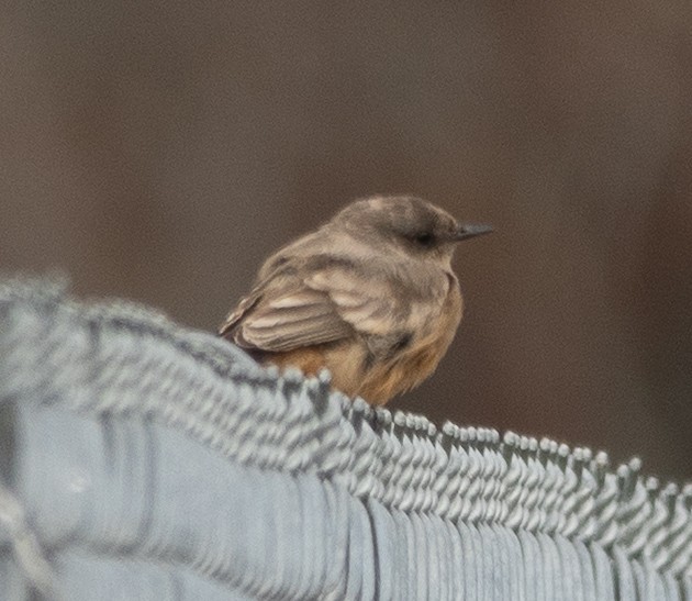 brunfibi - ML644280969