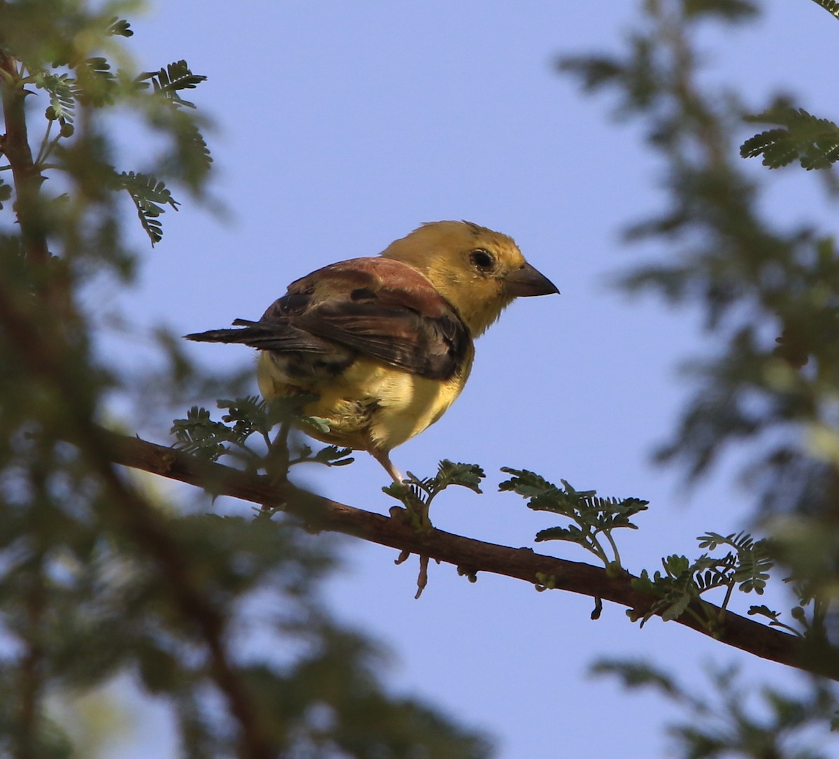 Sudan Golden Sparrow - ML644280970