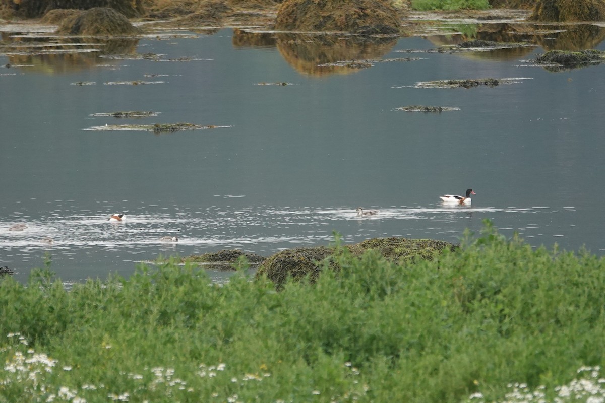 Анхидал ангир - ML644280971