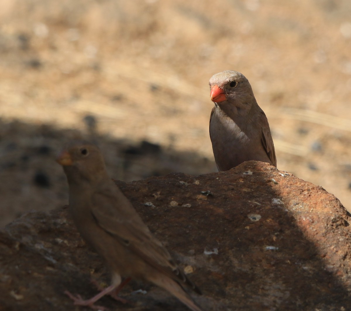 Trumpeter Finch - ML644280979