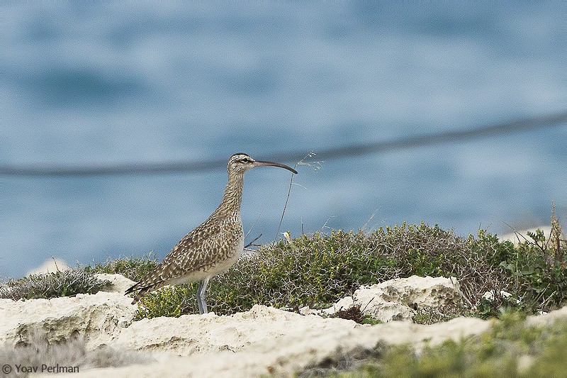 Hudsonian Whimbrel - ML644280984