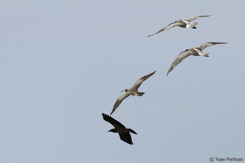 Hudsonian Whimbrel - ML644280986