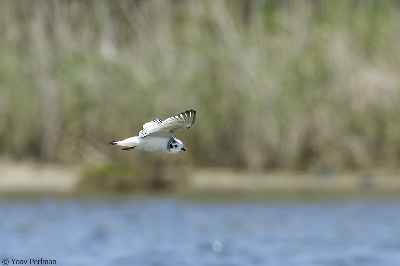 Little Gull - ML644280991