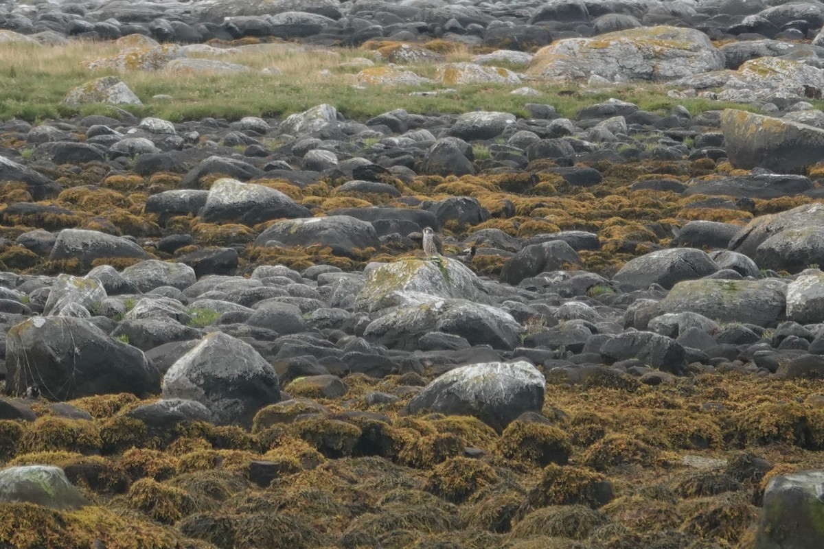 Peregrine Falcon - ML644280995