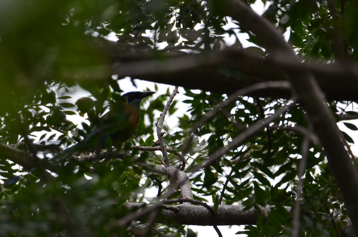 レッソンハチクイモドキ - ML644280998