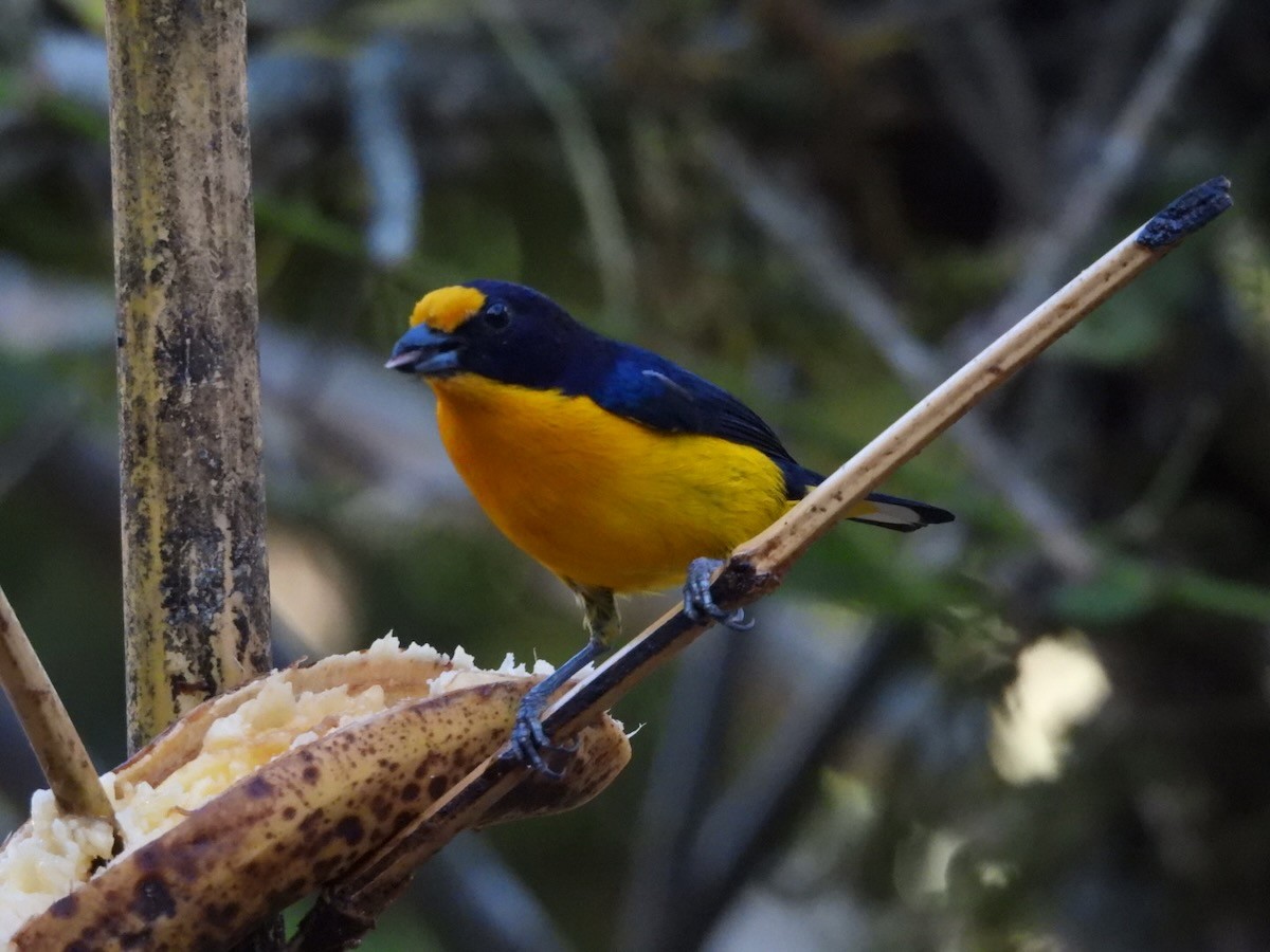 Violaceous Euphonia - ML644280999