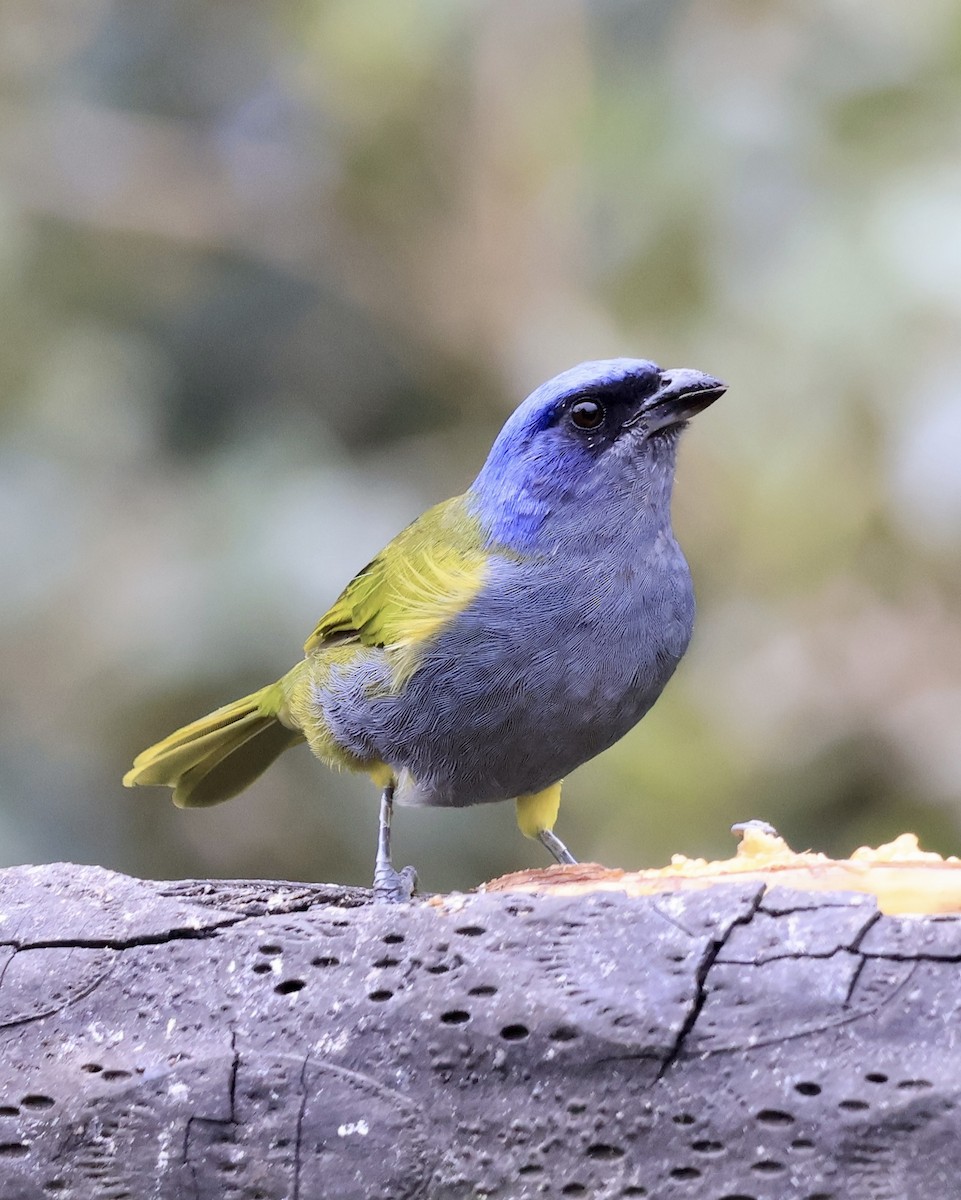 Blue-capped Tanager - ML644281003