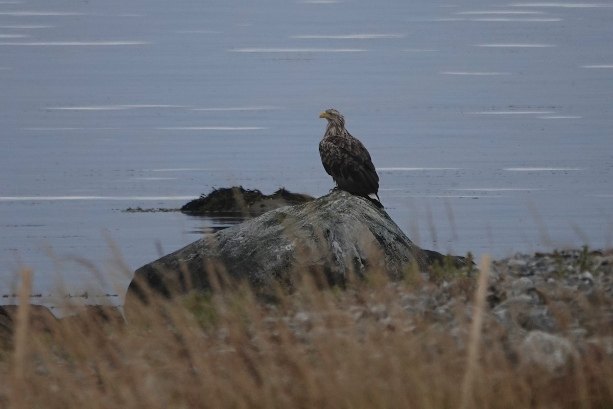 Цагаан сүүлт нөмрөг бүргэд - ML644281006