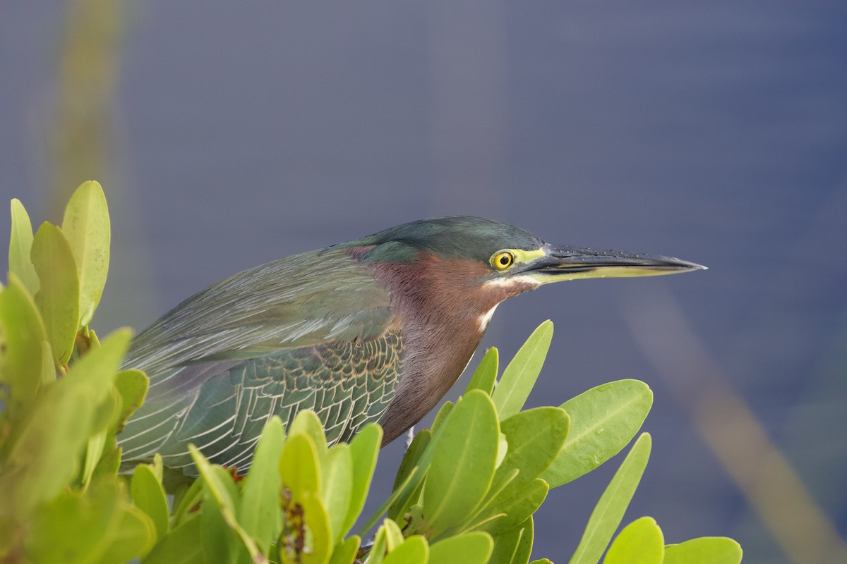 Green Heron - ML644281007