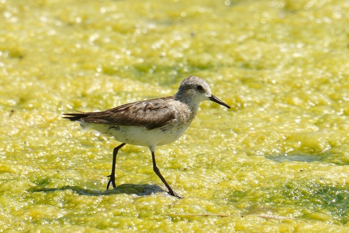 ヨーロッパトウネン - ML644281010