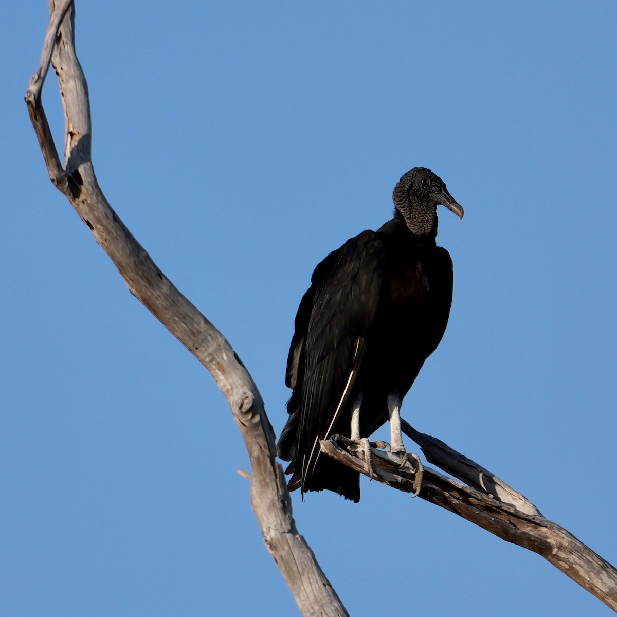 Black Vulture - ML644281011