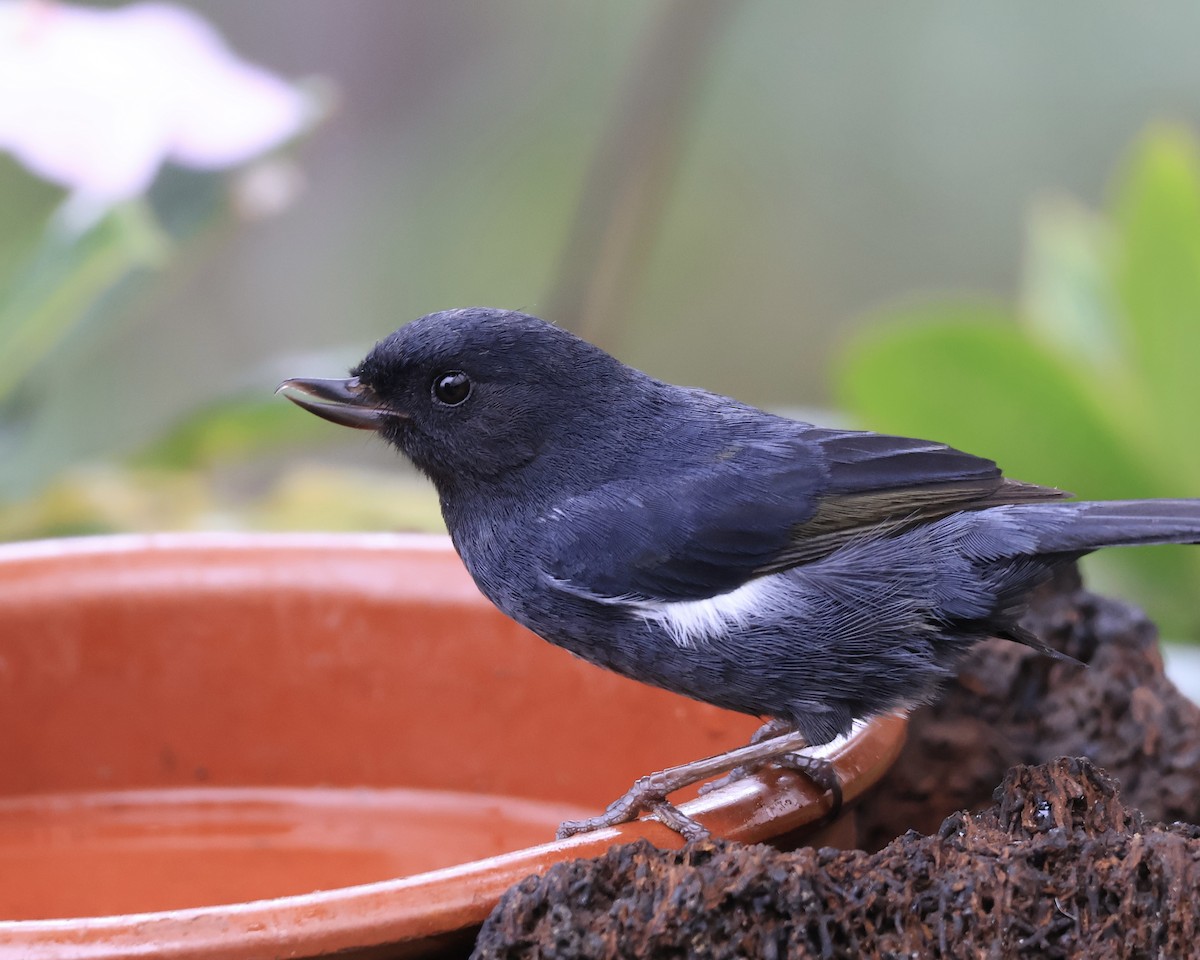 Pinchaflor Flanquiblanco - ML644281019