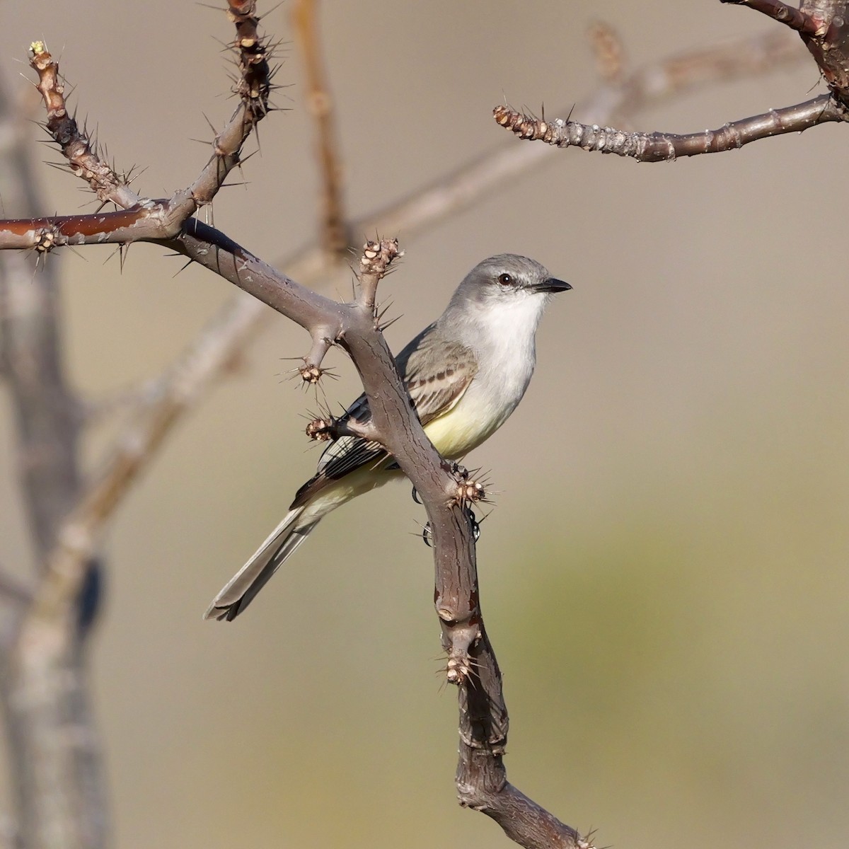 Suiriri Flycatcher - ML644281021