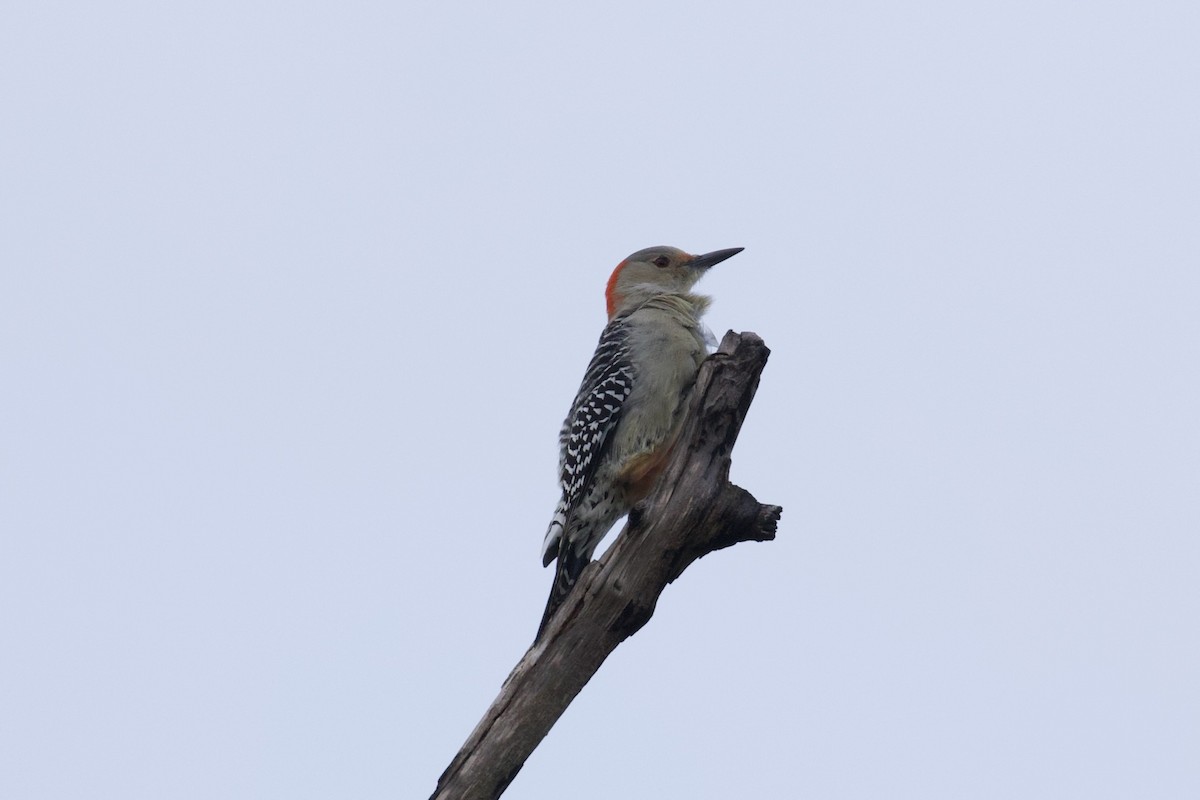 Red-bellied Woodpecker - ML644281028