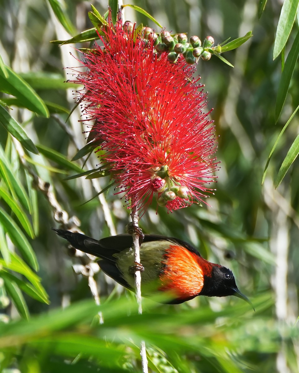 Black-throated Sunbird (Dalat) - ML644281031