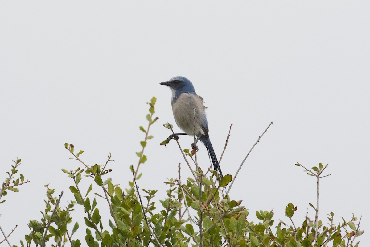 Florida Scrub-Jay - ML644281032