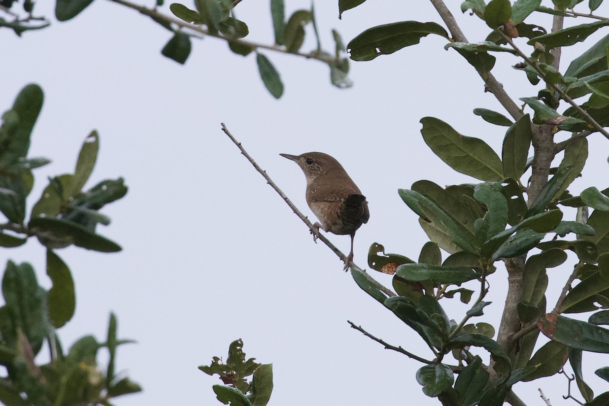 Northern House Wren - ML644281036