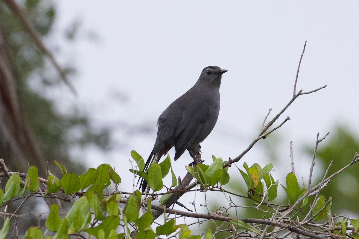 Gray Catbird - ML644281037