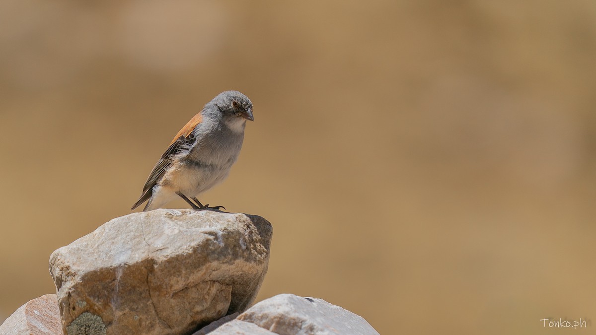 Red-backed Sierra Finch - ML644281038