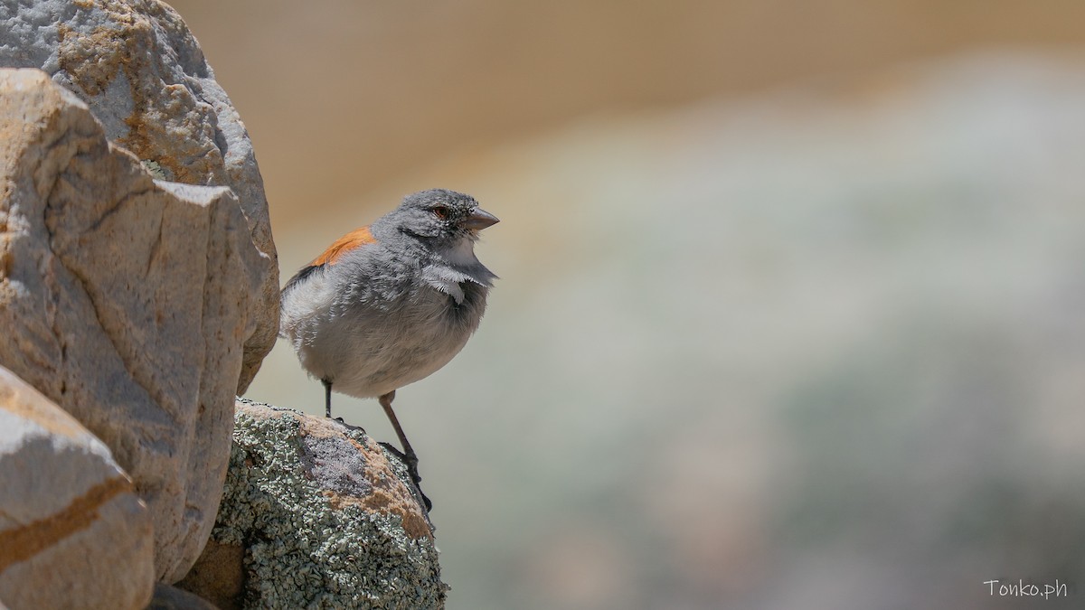 Red-backed Sierra Finch - ML644281039