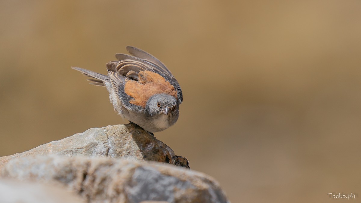 Red-backed Sierra Finch - ML644281040