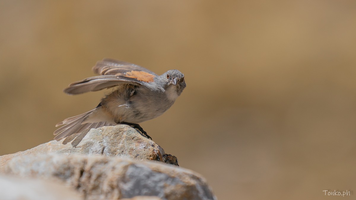 Red-backed Sierra Finch - ML644281041