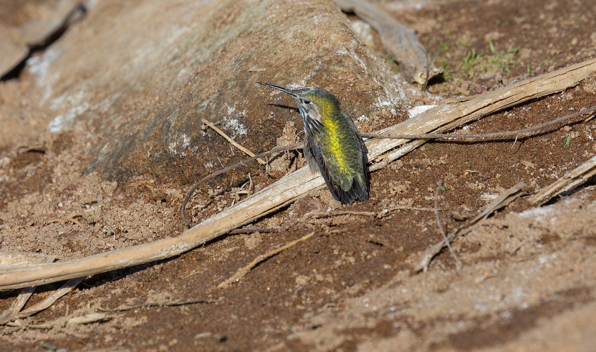 Calliope Hummingbird - ML644281043