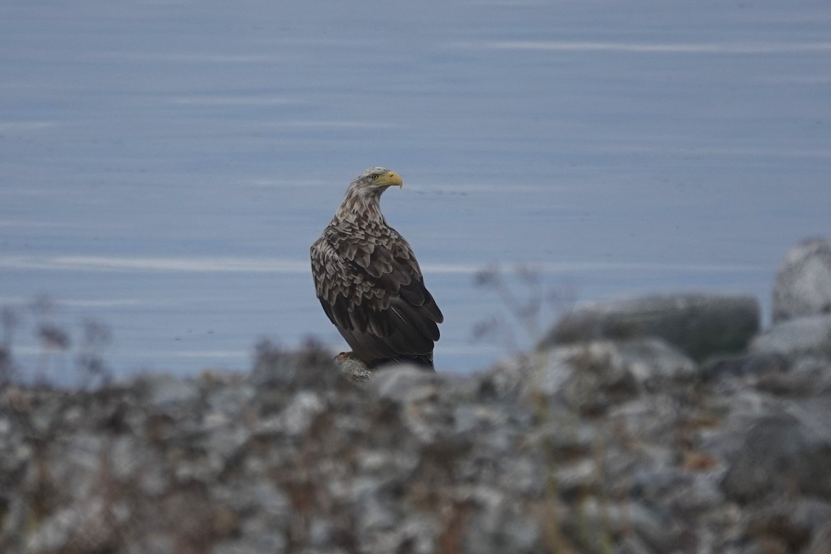 Цагаан сүүлт нөмрөг бүргэд - ML644281044