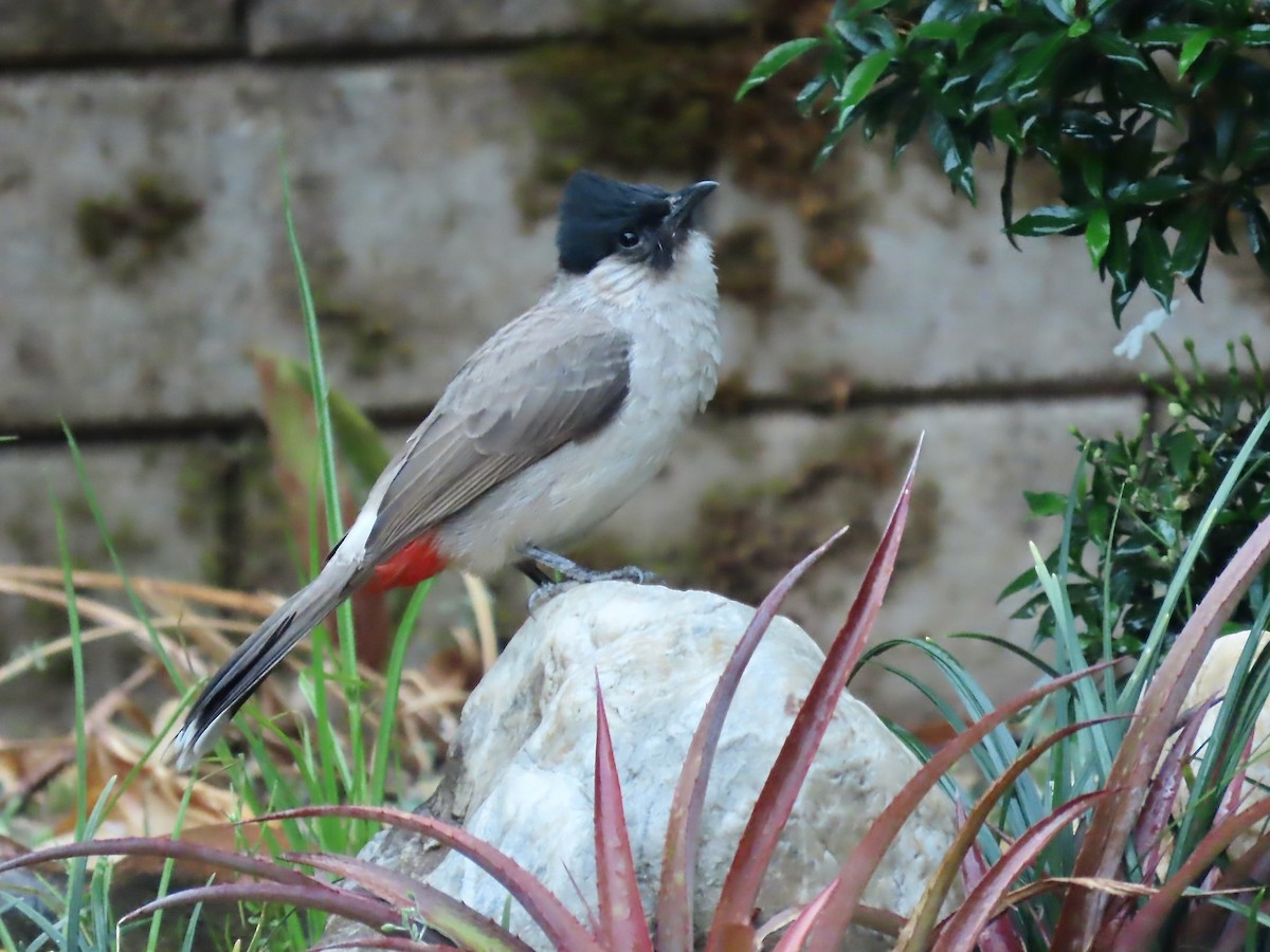 Sooty-headed Bulbul - ML644281048