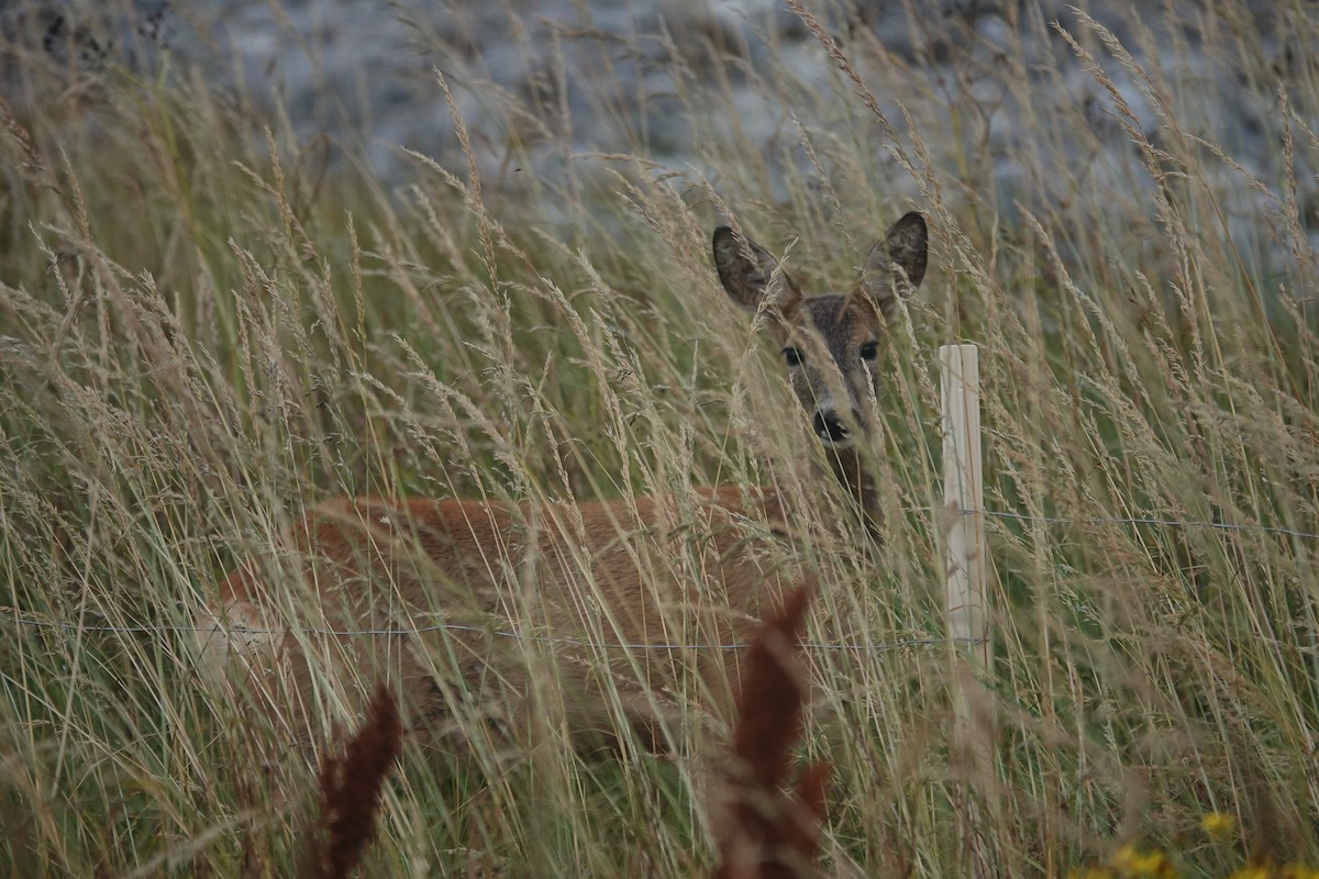 Red Deer - ML644281049