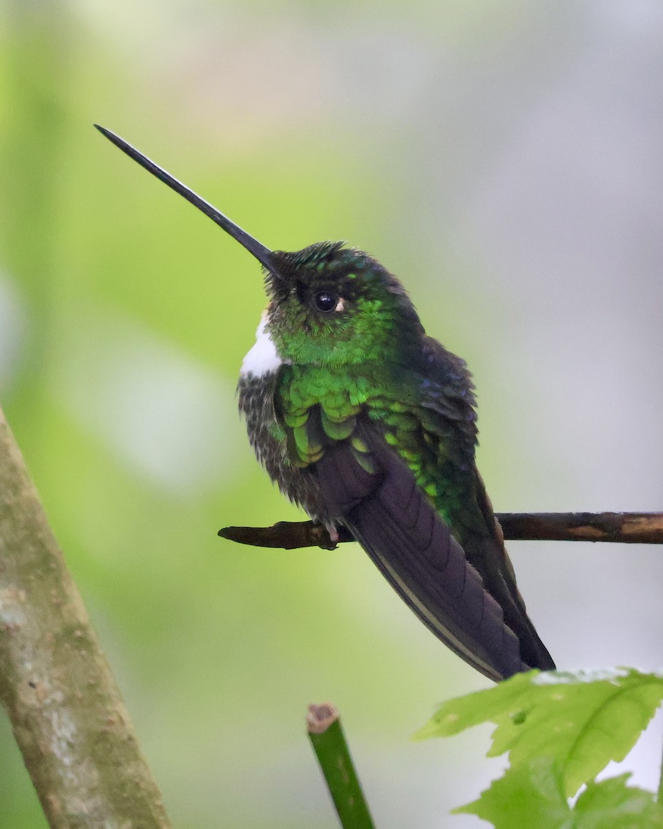 Collared Inca - ML644281057