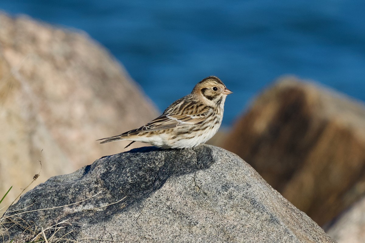 Lapland Longspur - ML644281059