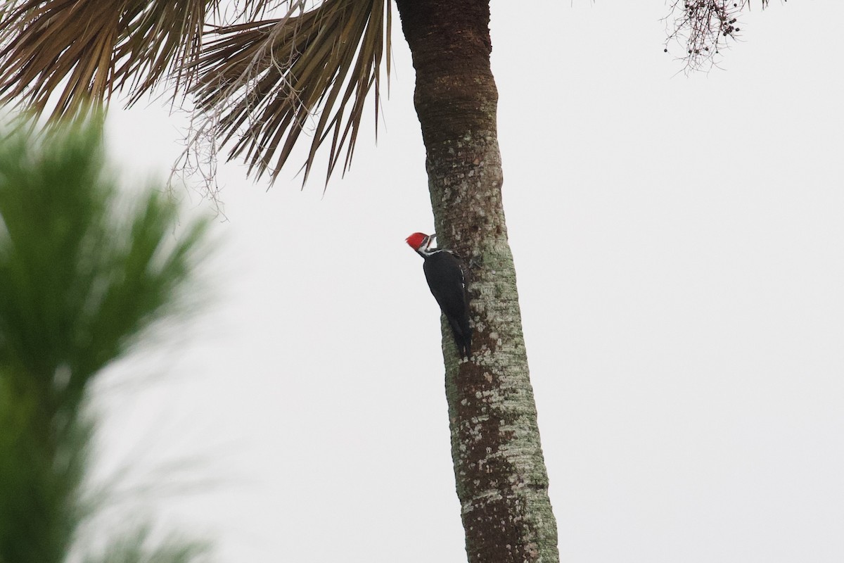 Pileated Woodpecker - ML644281060