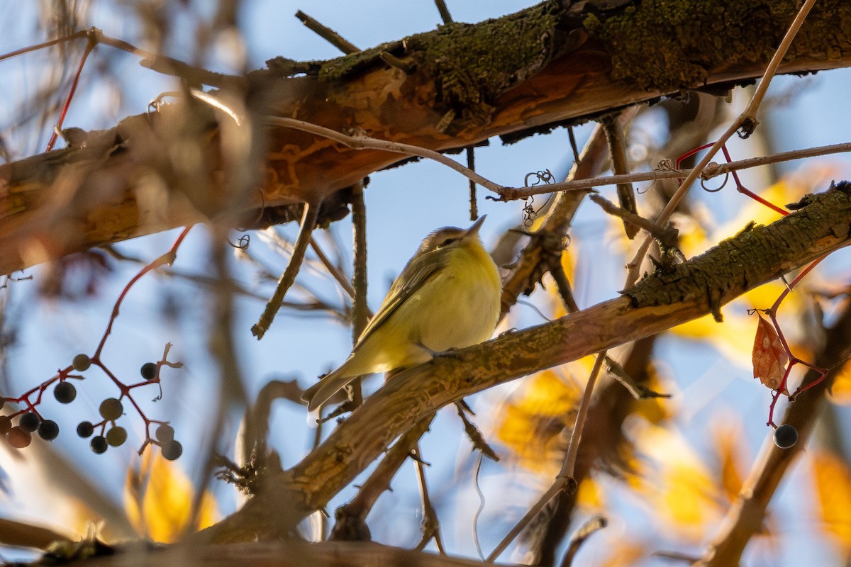Philadelphia Vireo - ML644281063